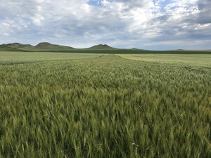 WestBred® Launches New Winter Wheat Lines