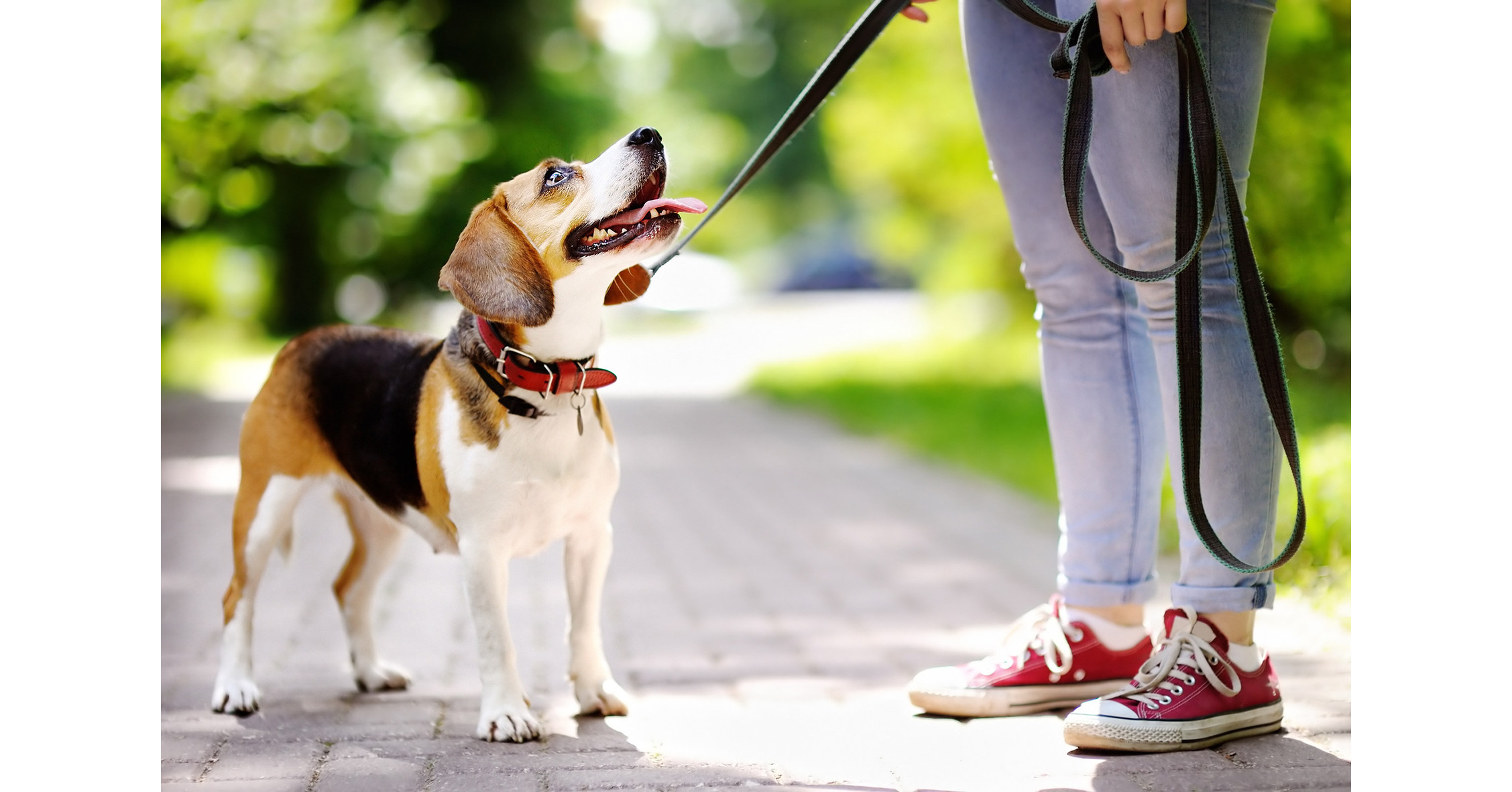 4 Tips for a New Dog into Your Home