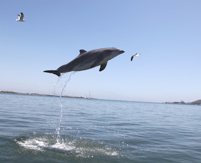For more than 60 years, the U.S. Navy has cared for and closely monitored the health and welfare of a sustained population of approximately 100 bottlenose dolphins. Due to their access to ongoing healthcare, a reliable and well monitored daily diet, and protection from predators and other native stressors, Navy dolphins now live more than 50 percent longer than wild dolphins and are providing important insights into healthy aging.