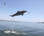 25-Year Dolphin Health Study Reveals Factors Contributing to Slow and Accelerated Aging Rates in Long-Lived Mammals