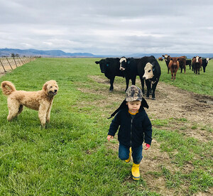 Grass-Fed and Finished Organic Beef Startup, Oreganic Beef Company, Delivers to Your Doorstep from Family-Owned Ranch in Madras, OR