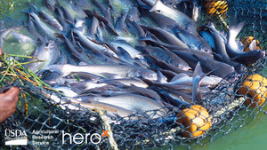 USDA and HeroX Launch Challenge to Protect the Natural Flavor of Catfish