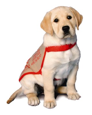 Guide Dog Mollie as a puppy (CNW Group/Massage Addict)