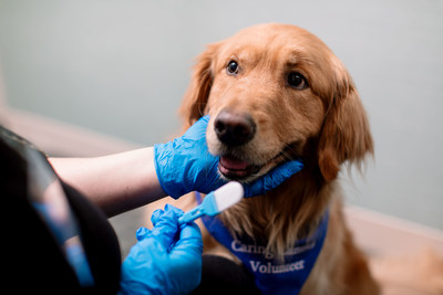 Alta, a Mayo Clinic Caring Canines therapy dog, prepares for a saliva swab to measure her cortisol and oxytocin levels as key indicators of her emotional state. The methodology was used by Purina and Mayo Clinic scientists during the Better Together study, which researched the impact of animal-assisted activity on patients with fibromyalgia and the therapy dogs working to help them.