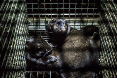 Confirmation of mink COVID-19 cases in Utah have prompted animal welfare and wildlife conservation agency Born Free USA to call for an end to fur farming in the U.S. (PHOTO CREDIT: Dz?vnieku br?v?ba/https://creativecommons.org/licenses/by/2.0)
