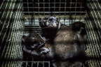 Born Free USA Calls for an End to Fur Farming in the U.S. in Response to COVID-19 Outbreak