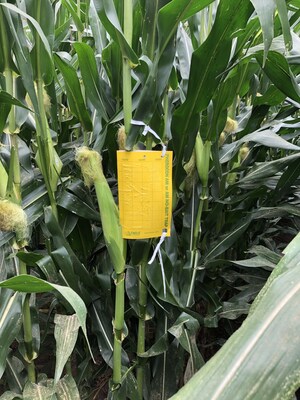Corn rootworm monitoring program guides growers in making informed management decisions