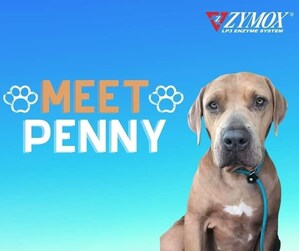 Pet Health Products Company for Small and Large Animals Joins Forces to Give a Rescued and Abused Dog a New "Leash" on Life