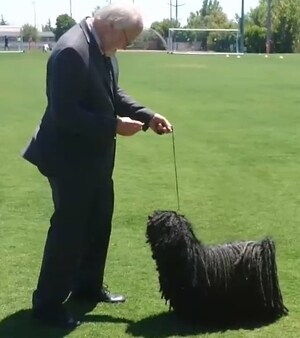 American Kennel Club Announces Winner Of The Second 'AKC Virtual Top Dog Challenge'