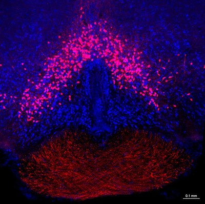 This color-enhanced confocal microscope image shows the location of sunlight-sensing neurons in the mouse brain. The bright red dots indicate light-sensing neurons within the hypothalamus. The blue label identifies neurons in adjacent regions of the brain. The red strands at the bottom show axons from retinal ganglion cells.