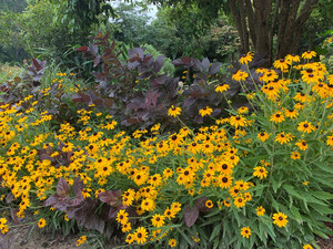 Fall splendor - Raleigh's Juniper Level Botanic Garden Opens two Weekends in September