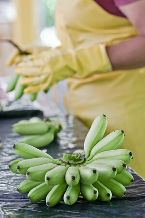 The world goes bananas for Costa Rica's exports!