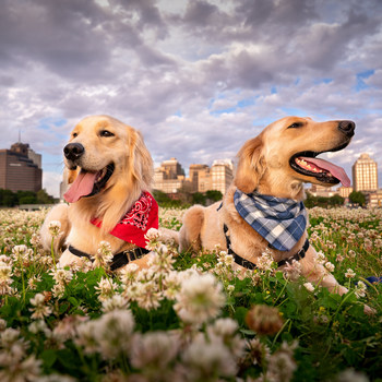 St. Jude pet therapy dogs Puggle (left) and Huckleberry (right) have their own fundraising pages in support of PAWS for St. Jude during National Dog Week from Sept. 20-26. Participants may join one of their teams, grab a leash, and walk their own dogs to make a PAWSitive difference for the kids of St. Jude Children’s Research Hospital.