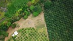 América Latina se posiciona en la producción de aceite de palma sostenible