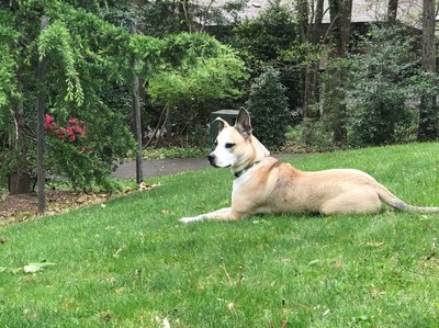 Mutt Mulligan, a rescue dog and the spokesdog of the TurfMutt Foundation, says, “Get outside to boost health and well-being.”