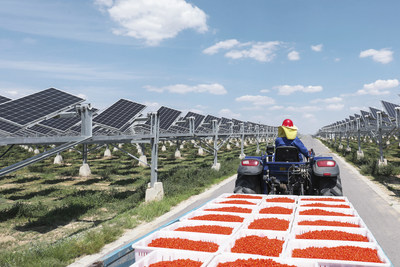 Empleado transportando bayas de goji en el campo solar (PRNewsfoto/Huawei)