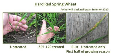 Performance against leaf rust on Wheat crop (PRNewsfoto/Lackawanna Products Corporation)
