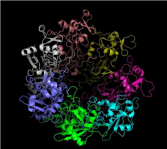 Computer-assisted visualization of the seven-subunit assembly of the toxin B of C. difficile. The C. diff toxins assemble into a large molecular complex and part of the toxin will be expressed on the surface of exosome-like membrane vesicles. ©Carlos Faerman, Versatope Therapeutics, Inc. 2020