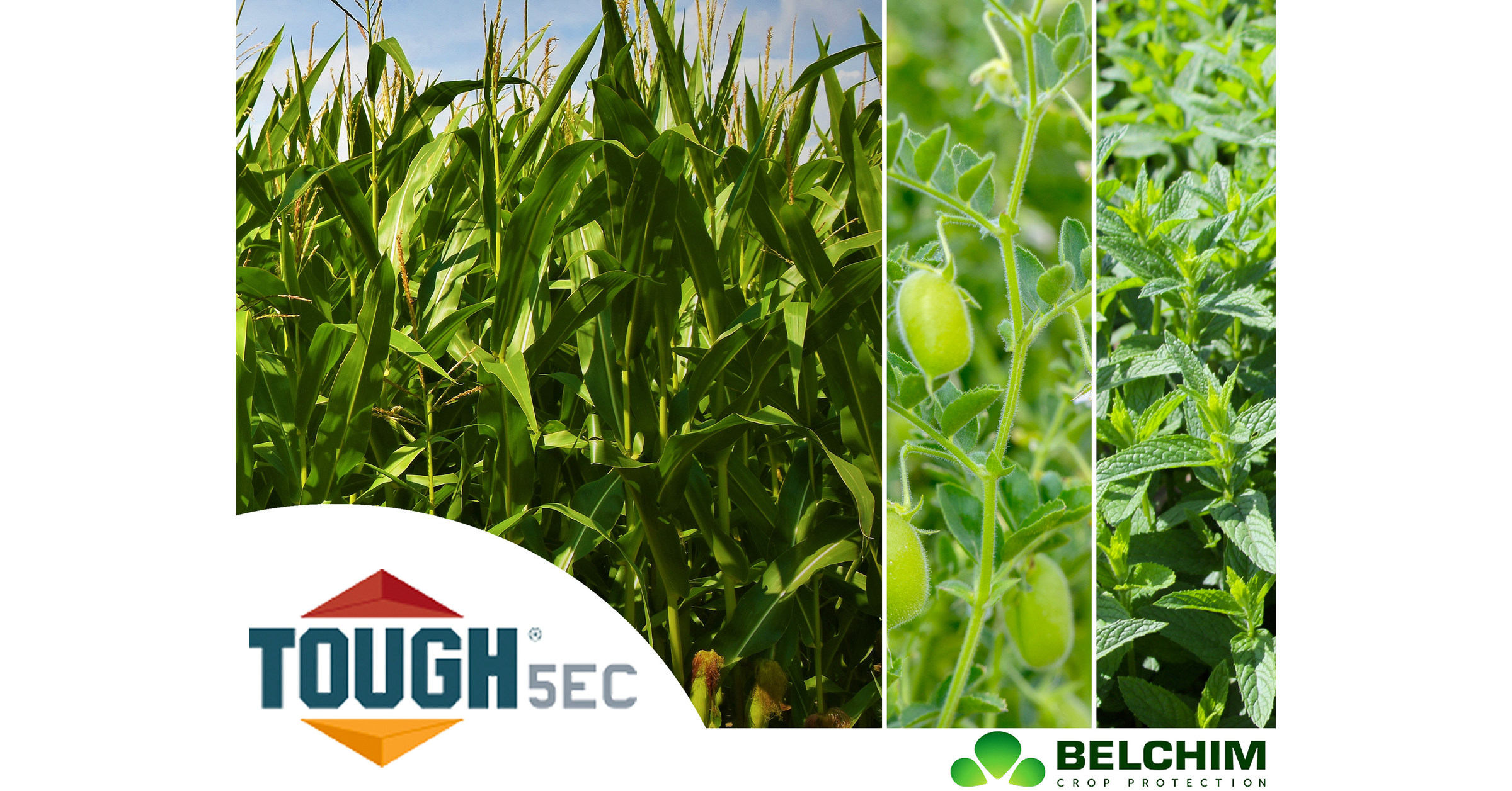 Belchim USA's TOUGH® 5EC Herbicide (Pyridate) Just Approved By EPA