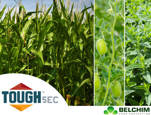 Belchim USA's TOUGH® 5EC Herbicide (Pyridate) Just Approved By EPA, Helping Corn, Mint and Chickpea Growers Achieve up to 100% Control of Broadleaf Weeds
