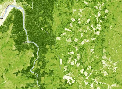 View of tree height (taller trees in darker green) in Redwood National Park, California, and adjacent clearcut forestry on private lands. Map data derived from high-resolution Planet satellite imagery using artificial intelligence.