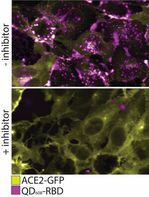 NRL, NCATS Scientists Develop Method to Safely Study COVID-19, Other Contagious Diseases