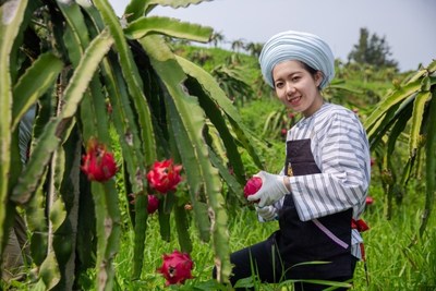 A dragon fruit farm in Guizhou Province supported by Pizza Hutâ€™s â€œGrow Local Initiativeâ€ Program