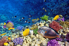 Researchers Say Aquariums Raise Corals Critical to Saving Marine Biodiversity