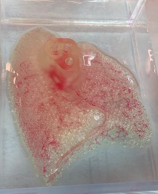 3D printed lung scaffold © 2020 United Therapeutics Corp
