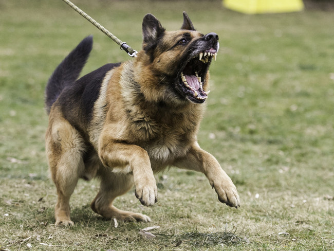 Aggressive Dog on Leash