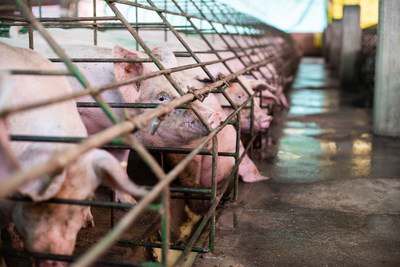 Mother pigs in sow stalls (gestation crates) are unable to properly move, turn around or socialize. Credit Line: World Animal Protection/Emi Kondo Date Created: 20/08/2019 (CNW Group/World Animal Protection)