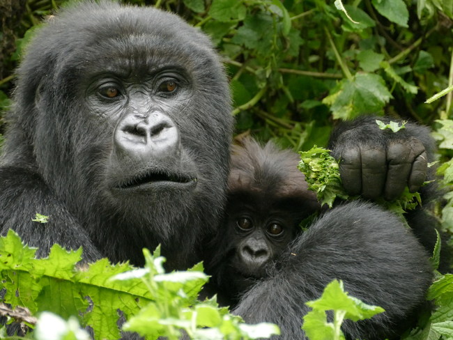 Ten mountain gorilla babies born in the past year are from groups monitored by the Fossey Fund. (Photo credit: Dian Fossey Gorilla Fund)