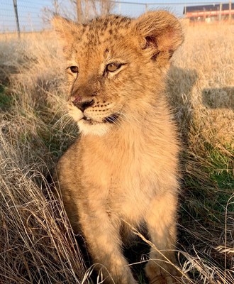 A young cub that was one of 17 big cats confiscated from Tim Stark's "Wildlife in Need" due to Animal Welfare Act violations. Like all of the cats, it was used for pay-to-play-with-cub encounters and was thus separated from its mother and littermates at or shortly after birth. Once large enough, it will be incorporated into one of The Wild Animal Sanctuary's many lion prides where it can live as naturally as possible in a large-acreage, natural habitat.