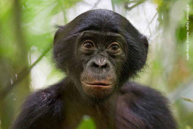Distinguished by their peaceful, matriarchal society and free-loving nature, bonobos are humankind's closest great ape relatives, sharing almost 99% of our DNA. The Kokolopori Bonobo Reserve provides safe haven for these endangered great apes, found only in the Democratic Republic of Congo. © Christian Ziegler, National Geographic