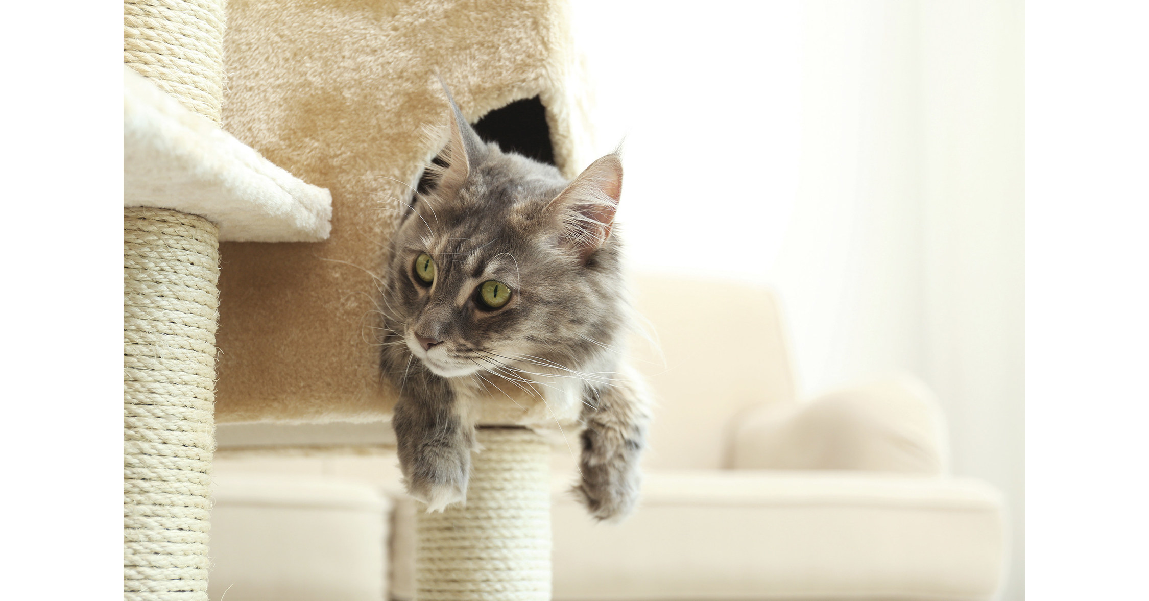 4 Ways to Help Your New Cat Adapt to Your Home