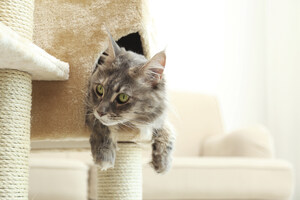 4 Ways to Help Your New Cat Adapt to Your Home