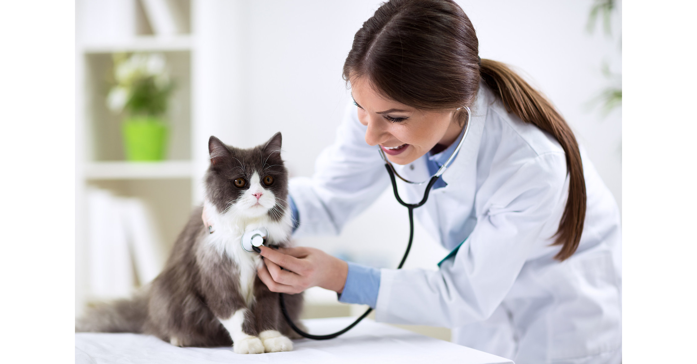 4 Tips for Keeping Your Pet's Coat Healthy