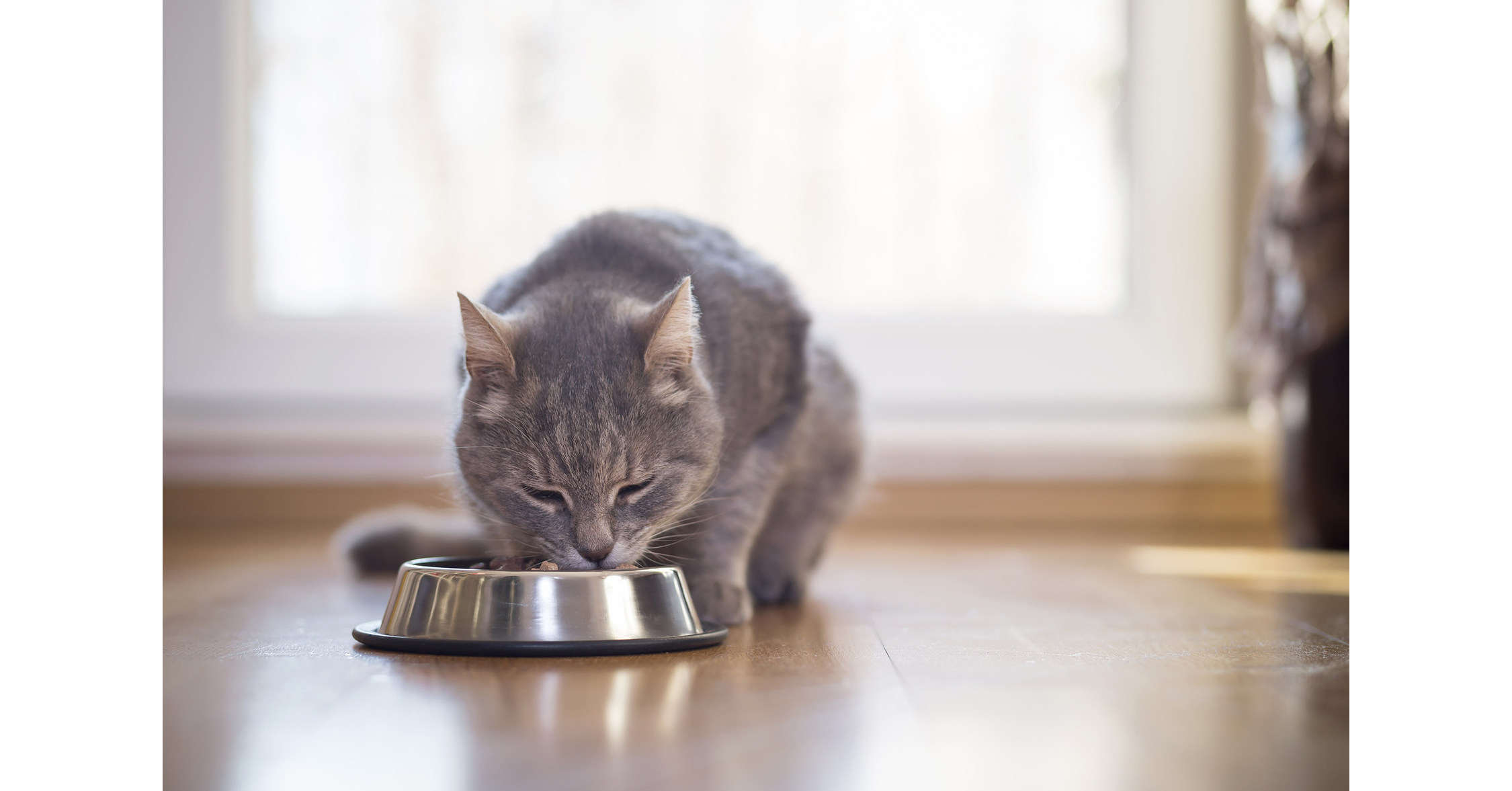 4 Ways to Help Your New Cat Adapt to Your Home