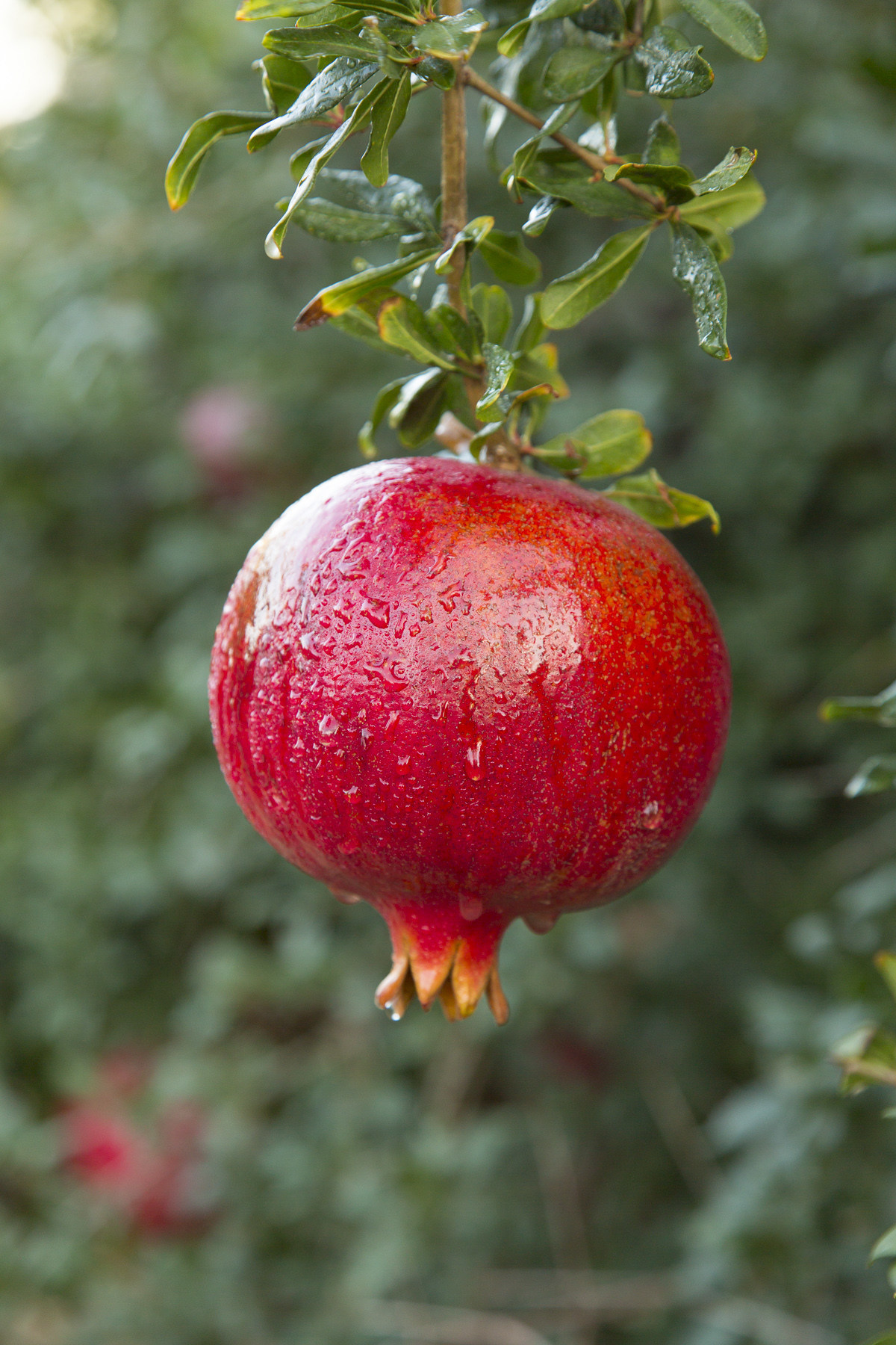 innovative outdoors solutions inc on The Wonderful Company Launches 1 Million Wonderful Innovation Challenge