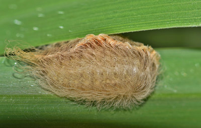 Trumpillar ? a hairy caterpillar that resembles President of the United States, Donald J. Trump's hair, but on an insect... is really just a flannel moth in its larva form.