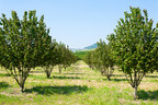 Loacker Embarks on First Ever Hazelnut Harvest, Investing in Italian Groves