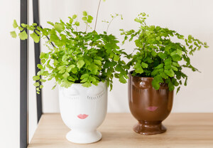 Plant Lovers Can Build an Indoor Oasis with New and Exclusive Offerings From "The Plant Shop" at 1-800-Flowers.com
