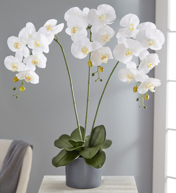 1-800-Flowers.com Faux White Orchid