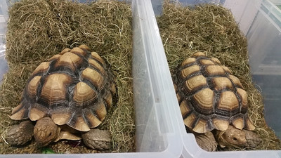 World Animal Protection is pushing for the strongest, most effective protection for animals and their natural habitats. Efforts to stop the trade of wildlife could reduce the unnecessary suffering of animals and benefit people too. Pictured: Tortoises at an exotic pet expo. 
Credit: World Animal Protection. (CNW Group/World Animal Protection)
