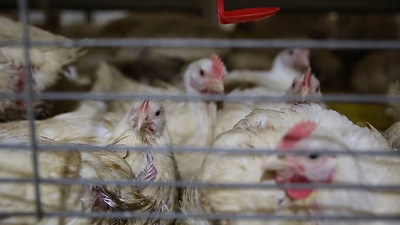 Broiler chickens ,which are chickens raised for meat, are often raised in caged systems. Conditions are dark and the birds are overcrowded. 
Credit: World Animal Protection (CNW Group/World Animal Protection)
