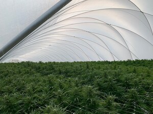 VIVO Cannabis™ Begins Largest Harvest in Company's History