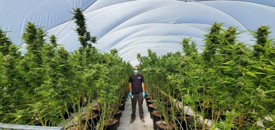 VIVO Cannabis™ Begins Largest Harvest in Company’s History (CNW Group/VIVO Cannabis Inc.)