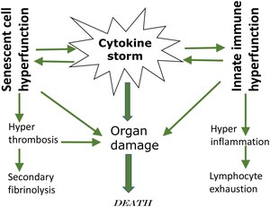 Aging-US Releases &#34;From Causes of Aging to Death from COVID-19&#34;