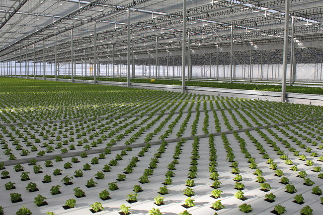 Edible Garden's advanced agriculture technology and environmentally controlled crops ensure food safety and quality.