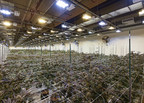 Stability Cannabis Reaches 50th Harvest Milestone